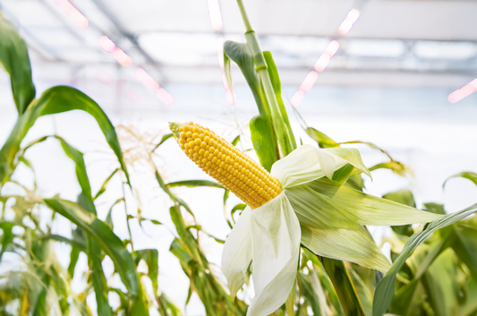 Building a More Resilient Future with AgBiotech Research
