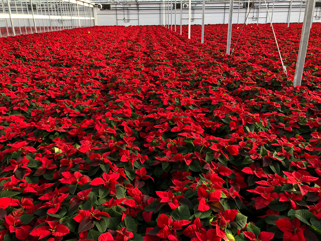Our Poinsettia Connection: The Day Ecke Ranch Called