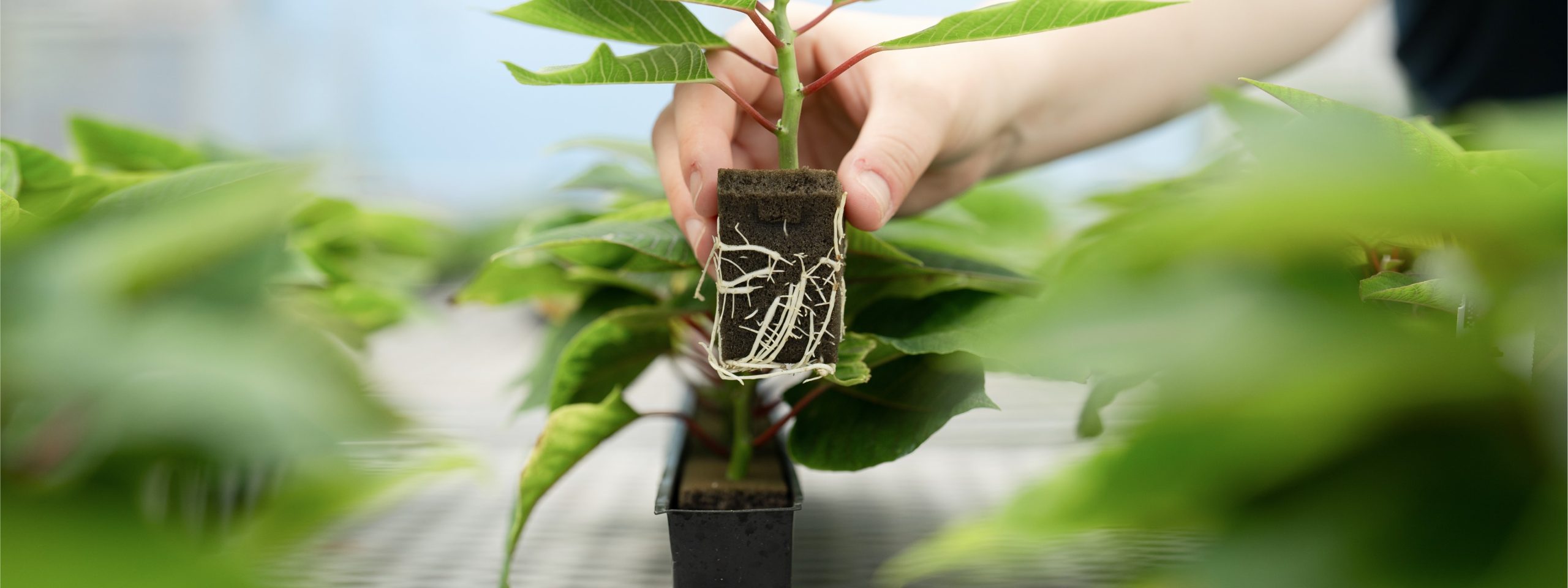OASIS® Wedge® Substrates - Oasis Grower Solutions
