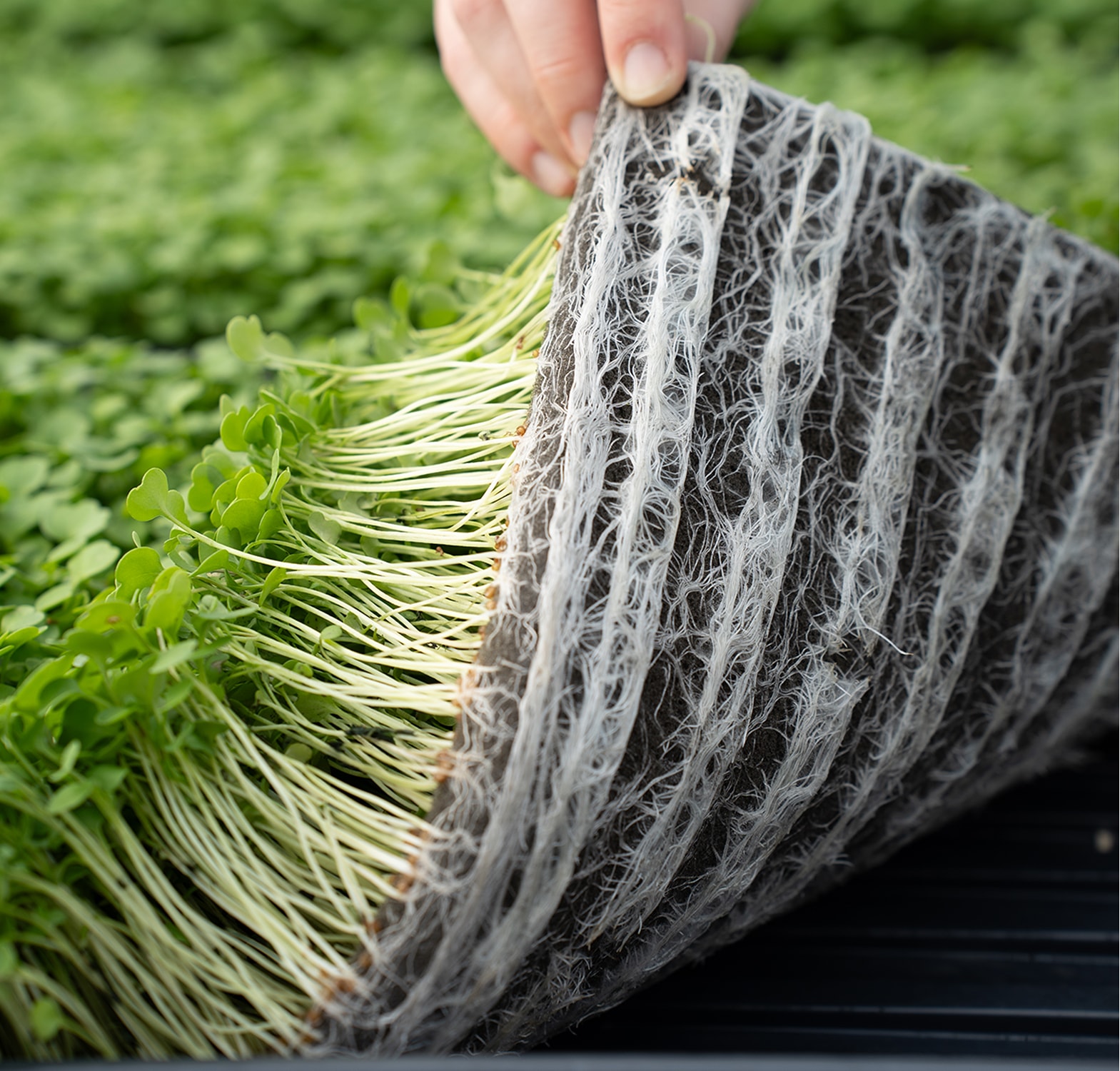 Oasiskonoページ OASIS® AeroMax™ PlugSheet - Oasis Grower Solutions