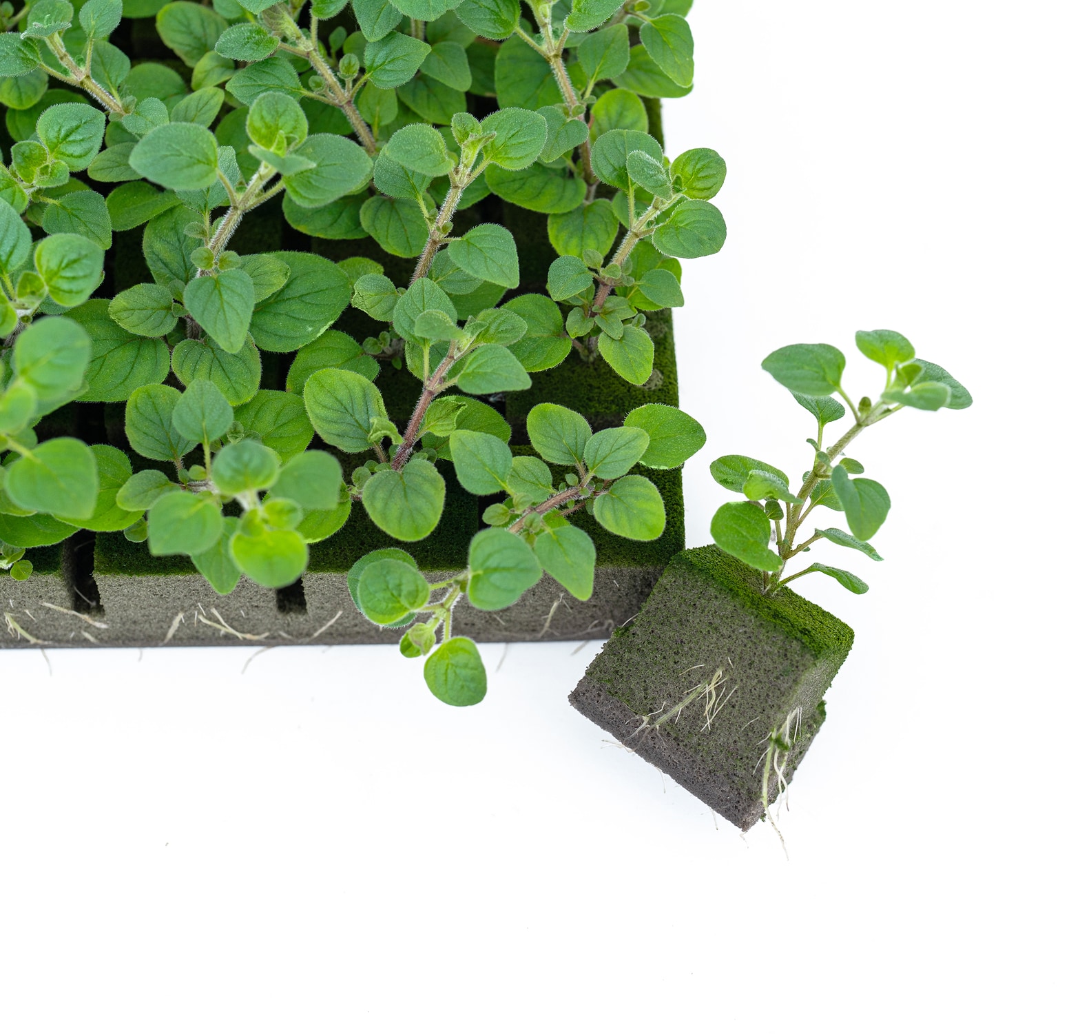 OASIS Rootcubes - Oasis Grower Solutions