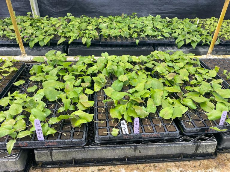 Amerigo Trials with multiple OASIS® substrates.